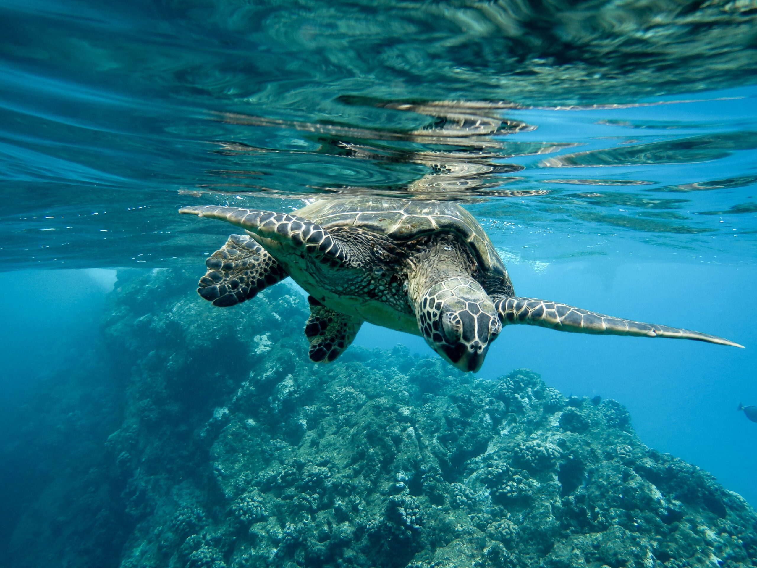 Inicio 7 primer plano tortuga verde nadando agua luces 1 scaled